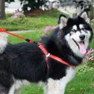 Gaiola de pássaro banhos de pássaros coleira para cães de estimação + arnês + coleira três conjuntos l arnês tamanho do peito: 57-90 cm tamanho do pescoço da coleira: Gaiola de pássaro banhos de pássaros coleira para cães de estimação + arnês + coleira três conjuntos l arnês tamanho do peito: 57-90 cm tamanho do pescoço da coleira: