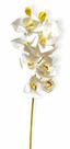 Galho 10 Orquidea Cymbidium Grande Toque Real - Branca 63cm Galho 10 Orquidea Cymbidium Grande Toque Real - Branca 63cm