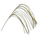 Galho Lateral Plumas Capim Pampas Verde 70cm - Magizi