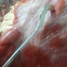Gancho 100% Inox Manuseio de Carnes Açougue e Peixaria -Reto Gancho 100% Inox Manuseio de Carnes Açougue e Peixaria -Reto