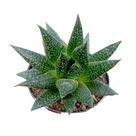 Gastera Aloe Royal Princess Gastera Aloe Royal Princess