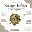 GINKGO BILOBA folhas secas 100 gramas