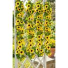 Girassol Artificial Trepadeira Luxo 4m Decorativa