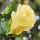 Gossypium barbadense (Algodão extra-longo) - Sementes