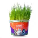Grama Mister Para Gatos Auxilia Na Digestão E Bola De Pelo