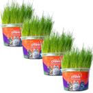 Grama Mister Para Gatos Bola De Pelo Kit 4 Unidades