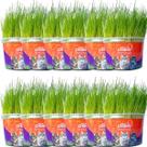 Graminha Para Gatos Elimina Bola De Pelo Kit Com 12 UN