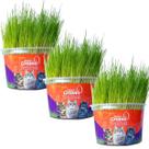 Graminha Para Gatos Elimina Bola De Pelo Kit Com 3 UN