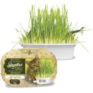 Graminha Para Gatos Green Digestive Grass Ipet - 50g