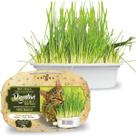 Graminha Petisco Saudável para Gatos Ipet Green Vitaminas