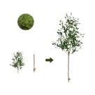 Grande Árvore Artificial De Oliveira De 120-180CM, Planta Falsa Moderna Minimalista Para Decoração Grande Árvore Artificial De Oliveira De 120-180CM, Planta Falsa Moderna Minimalista Para Decoração