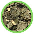 Graviola Folhas 1Kg -Anona muricata