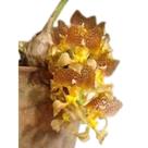 Grobya amherstiae Grobya amherstiae