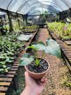 Guaimbê - Philodendron bipinnatifidum (Muda Menor) - Planta Tropical Ornamental