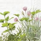 Guardanapo para Decoupage Ihr 33x33 Plantas Ervas Naturais C/ 20 Unidade Guardanapo para Decoupage Ihr 33x33 Plantas Ervas Naturais C/ 20 Unidade