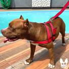 Guia Coleira Peitoral Tradicional Para Cães Tipo Rubro Negro