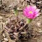 Gymnocalycium Mihanovichii Var. Friedrichii - Sementes Gymnocalycium Mihanovichii Var. Friedrichii - Sementes