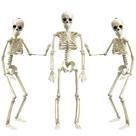 Halloween Skeleton XONOR de corpo inteiro de 16 polegadas com juntas móveis