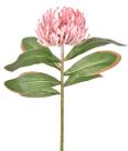 Haste alfineteiro (licospermum) rosa - 55371