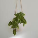Haste Caladium Artificial 80cm Folhagem Realista Para Decoração