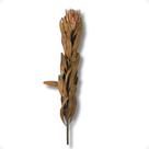 Haste de Flor Proteia Desidratada Grande Natural 55 a 60 cm
