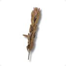 Haste de Flor Proteia Desidratada Grande Natural 55 a 60 cm