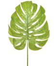 Haste folha costela de adao g verde claro - 54536