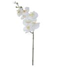 Haste Orquídea Phalaenopsis Toque Real 63cm Haste Orquídea Phalaenopsis Toque Real 63cm