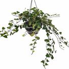 Hera Hedera Helix Planta Natural Pendente Na Cuia Linda