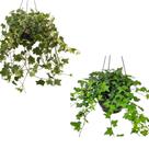 Hera verde e Hera variegata cuia 21 adultas