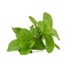 Hortelã Fresca 1.5kg Planta Medicinal Aromática