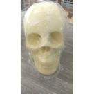 Imagem Cranio Beje Escultura Gesso Estatua Maravilhosa 30 Cm