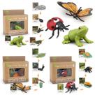 Inseto de plástico Toy Montessori Life Cycle Learning para crianças