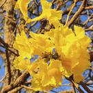 Ipê-amarelo (Handroanthus albus) - Sementes
