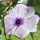 Ipomea carnea (Algodão bravo) - Sementes