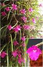 Isabelia Pulchella - MINI ORQUÍDEA ADULTA - Planta Adulto com 4 Bulbos Isabelia Pulchella - MINI ORQUÍDEA ADULTA - Planta Adulto com 4 Bulbos