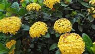 Ixora Rei Amarela - Arbusto Florido de 60 cm