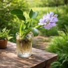 Jacinto de Água - Eichhornia crassipes - KIT COM 3 PLANTAS VIVAS Jacinto de Água - Eichhornia crassipes - KIT COM 3 PLANTAS VIVAS