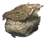 Jalapa 500g (Erva Desidratada)