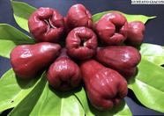Jambo Vermelho ou Jambo Roxo - Syzygium malaccense - Planta Frutífera e Ornamental