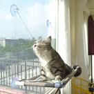 Janela de cama para gatos PEFUNY Window Perch Safety Prateleiras para gatos bege