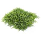 Jardim Vertical Amazonia GG009A (Pack 4PÇ/1m²) Verde/Amazônia Graddus Jardim Vertical Amazonia GG009A (Pack 4PÇ/1m²) Verde/Amazônia Graddus