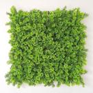 Jardim Vertical Cipreste GG054A (Pack 4PÇ/1m²) Verde Graddus Jardim Vertical Cipreste GG054A (Pack 4PÇ/1m²) Verde Graddus