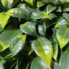 Jardim Vertical Jardim Gg024c (pack 4pç / 1m²)