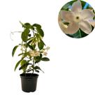 Jasmim de Madagascar Trepadeira Linda Elegante e Perfumada