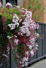 Jasmim dos Poetas - Jasminum polyanthum - Trepadeira Perene com Flores Brancas
