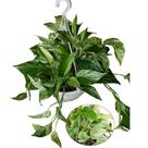 Jiboia Branca Marble Queen Cuia 21 Vaso Suspenso Exótica