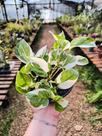 Jibóia N'Joy - Epipremnum Aureum N'Joy - Planta Decorativa
