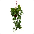 Jiboia Variegata Amarela Trepadeira Cuia 13 Natural Rara Pendente