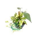Jiboia Variegata Epipremnum Pinnatum Verde Com Estaca